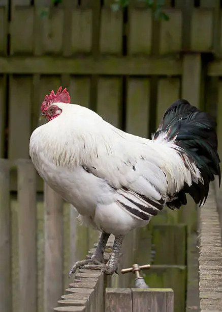 The Ultimate Guide to Bantam Rooster Cochin Harnesses: Everything You Need to Know